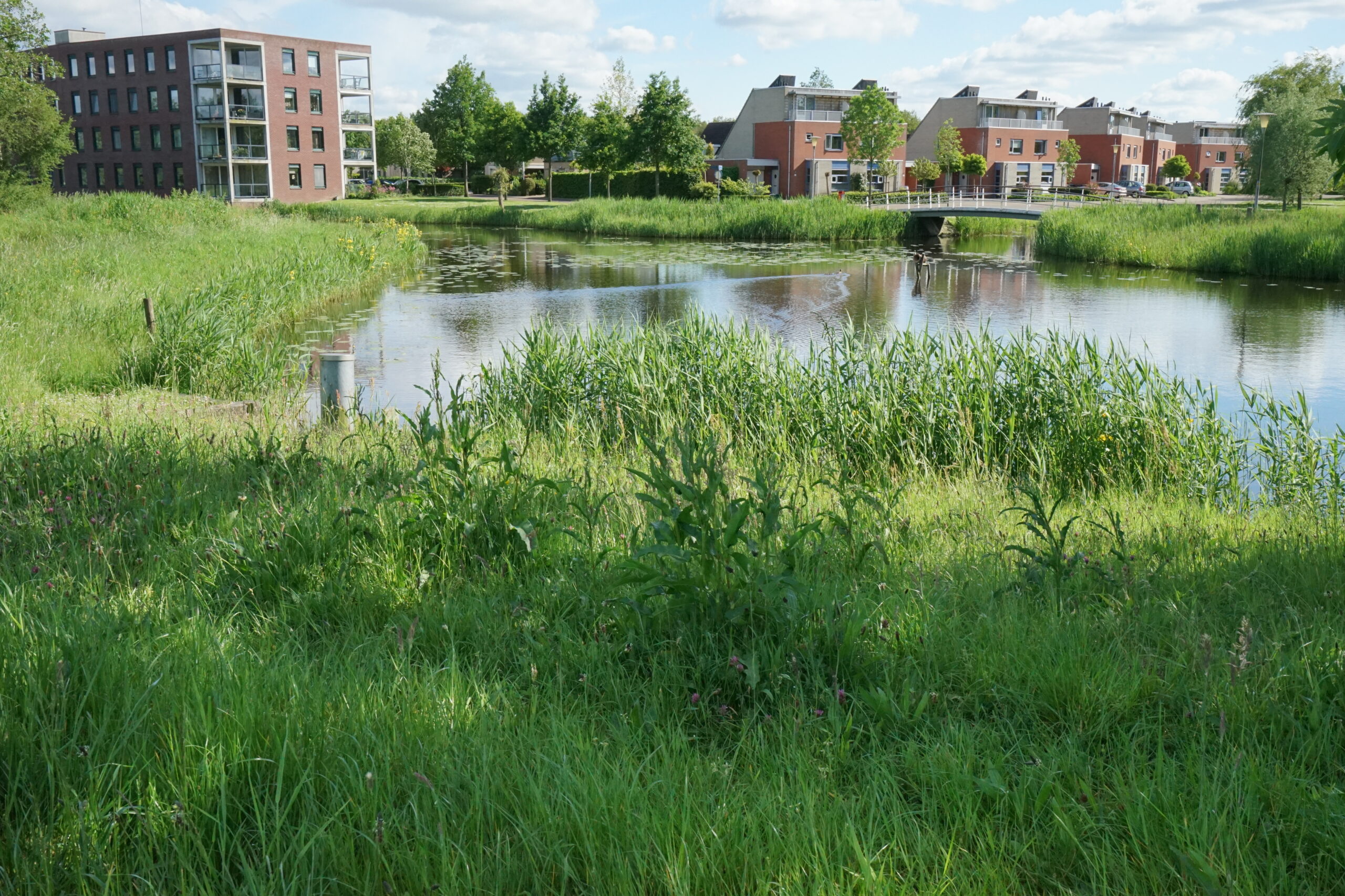 Het Himsterhout
